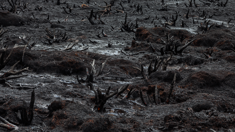 Scorched Earth recently covered with the shrub Richea scoparia, via Dan Broun